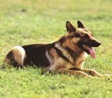 Adestramento de cães em Guaianases